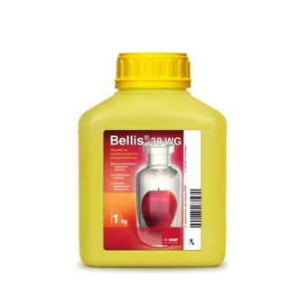 BELLIS 38 WG 5KG