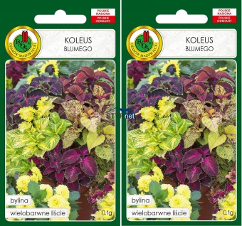PNOS KOLEUS BLUMEGO MIESZANY MIX KOLORÓW NASIONA 2 SZTUKI