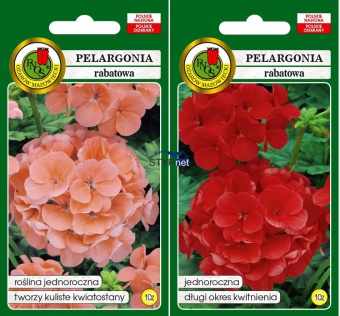 PNOS PELARGONIA RABATOWA F1 NASIONA 2 SZTUKI